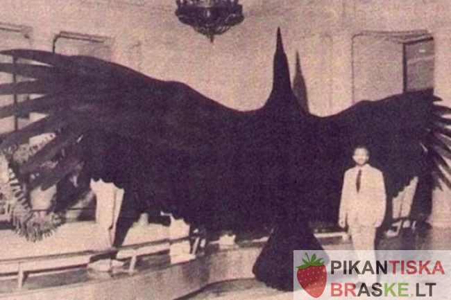 Argentavis – ko gero didžiausias paukštis kada nors gyvenęs žemėje. Jis svėrė 79 kilogramus, o sparnų plotis buvo net 7 metrai.